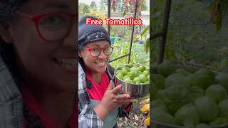 How I got FREE Tomatillos shorts [upl. by Ateval618]