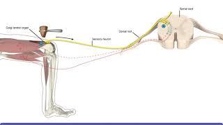 Detailed Animation on Tendon Reflex [upl. by Leuname227]