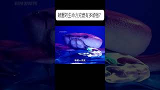 螃蟹的生命力究竟有多頑強？科普 漲知識 [upl. by Elyak582]