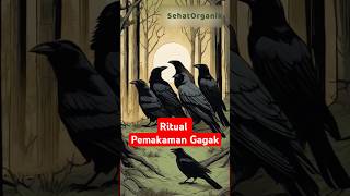 RITUAL PEMAKAMAN GAGAK faktaharian faktaunik facts [upl. by Animaj511]