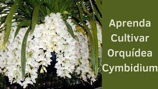 APRENDA OS SEGREDOS DA ORQUÍDEA CYMBIDIUM [upl. by Yenttirb]