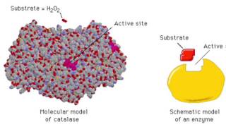 The Enzyme Catalase and How It Works [upl. by Gerome]