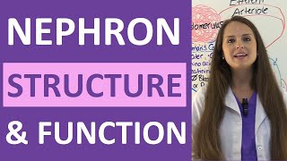 Nephron Structure and Function Physiology  Filtration Reabsorption Secretion NCLEX Review [upl. by Hull440]