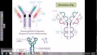 Immunoglobulins [upl. by Robena]