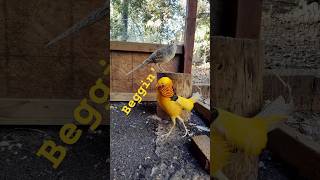 Popeye The Yellow Golden Pheasant Beggin For Love birdtrend yellowgoldenpheasant ytshorts beg [upl. by Fiona]