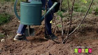 Comment et où planter un figuier dans le jardin [upl. by Treboh69]