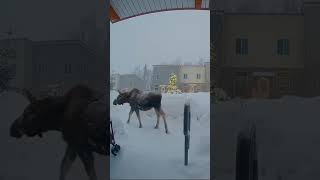 Moose spotted in Anchorage Alaska [upl. by Bred]