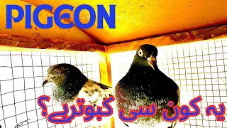 Ye Kaunsi Kabootar Ki Nasal Hai  What Breed of Pigeon is This [upl. by Clerc946]