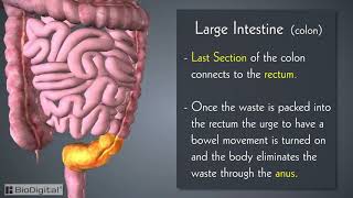 Introduction to the Digestive System in 6 Minutes [upl. by Nottap928]