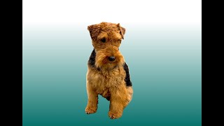 Welsh Terrier Hand Stripping Session [upl. by Shaer]