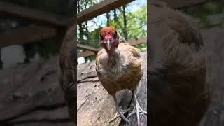 Checking On The Chickens hatchery homestead rooster quail hatchingeggs babychicks hen [upl. by Ekram]