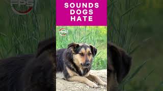 Sounds that Dogs Hate to hear dogsound funny [upl. by Montanez]