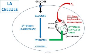 Respiration cellulaire  glycolyse cycle de Krebs coenzymes NAD et chaîne respiratoire [upl. by Maeve]