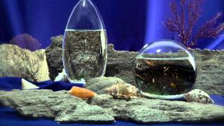 EcoSphere Introduction Video [upl. by Thorlie919]