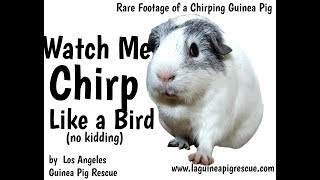 Guinea Pig Chirping Like a Bird [upl. by Dalia]