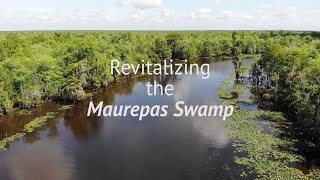 Revitalizing the Maurepas Swamp [upl. by Tema]