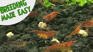 How to BREED CHERRY SHRIMP Neocaridina Top 5 TIPS FOR SUCCESS [upl. by Beghtol]