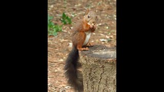 en busca de hembras los machos ardillaIn search of females male squirrels [upl. by Yeslrahc]