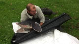 35 KG BelugaStör im Forellensee Horsbüll [upl. by Parks]