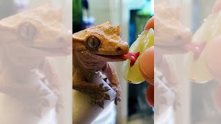 Gecko eats grapes but with Yoshi sounds Shorts [upl. by Brnaba]