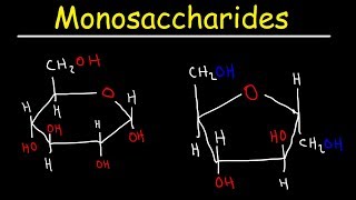 Monosaccharides  Glucose Fructose Galactose amp Ribose  Carbohydrates [upl. by Holms]