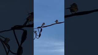 Nest building birds on a power line newmexico deming lunacounty nature birds nest [upl. by Puett]