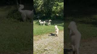 Great Pyrenees Pups Husky and Jack Russell Family Pack 🐕 Dog puppy Shorts [upl. by Juieta962]