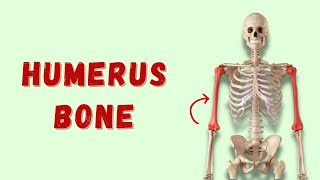 Humerus  Osteology of Upper Limb  Anatomy  Doctor Speaks [upl. by Perreault]