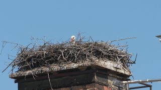 Liveübertragung des Storchennests in Himberg [upl. by Ttevy]