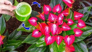 Only 1 cup per month Anthurium bloom all year round non stop  Natural Fertilizer [upl. by Kcirted808]