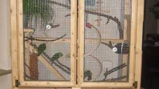 How to build a comfortable inside aviary for small parrots [upl. by Rip]