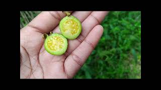 Sour Guava  Psidium guineense Flower vlogs [upl. by Ilaw]