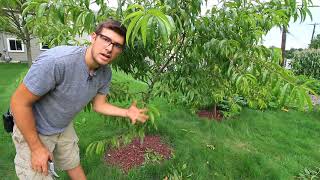 Benefits of Summer Pruning Peaches [upl. by Carissa]