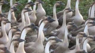 China Trip 2008 12  Geese herding [upl. by Durwin948]