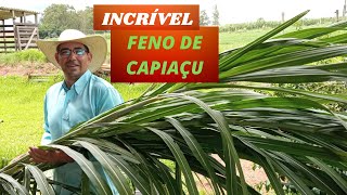 Como fazer FENO do BRS CAPIAÇU passo a passo Fácil e simples Parte 1 [upl. by Kirst]