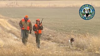 Pheasant Hunting Colorado [upl. by Eslud649]