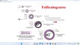 La folliculogenèse BAC SVT Sciences biologiques et Mathématiques [upl. by Cooe]