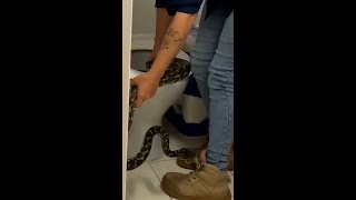 Snake catcher removes slippery python from family’s toilet [upl. by Macdonald]