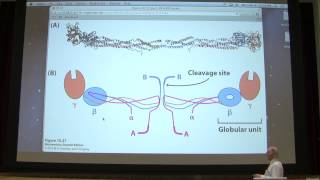 15 Kevin Aherns Biochemistry  Blood Clotting [upl. by Neelsaj784]