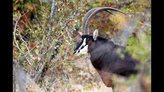 The Sable Antelope  Kruger National Park [upl. by Yerroc815]