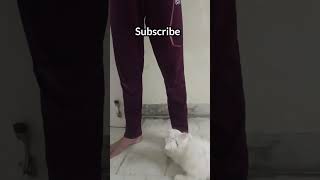 Kitten Climbing My Legs cat shorts catshorts kitten perfectkitty [upl. by Ahseekat]