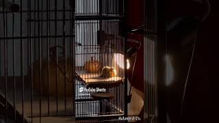 Treacle’s morning routine on dark rainy days 🌞 birds canary cutepets funnyshorts [upl. by Lederer]