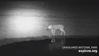 A lone male mule deer at at Bison Watering Hole  Grasslands National Park  exploreorg [upl. by Tilney854]