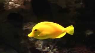 Yellow Tang Zebrasoma flavescens  Gelber Segelflossendoktor [upl. by Eniak]