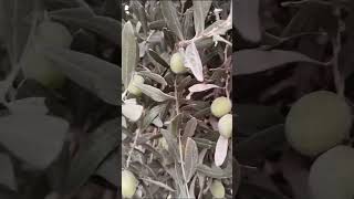 ZEYTİN DALİ KİRİLSADA ZEYTİNİ BESLERMİ BAKİN NASİ BESLİYORzeytinağacı tarla zeytin doğa zey [upl. by Ahsenit854]