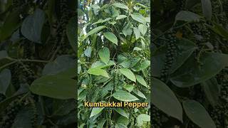 High yield Disease resistance pepper variety blackpepper agriculture [upl. by Ahsiekan]