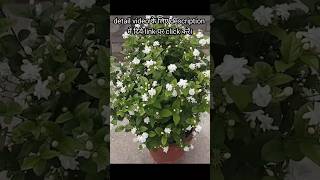 मोगरे  मोगरे का फुल  mogra ki cutting kaise lagaen  mogara gardening flowers [upl. by Terencio]