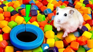 🔴🌈 DIY Hamster Maze 🐹 Hamster Escapes Maze the Pop It 😱 hamsterescape mazediytraps [upl. by Arahsit]