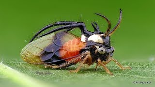 Bizarre Treehopper from Ecuador feeding upon sap of a leaf [upl. by Tower]