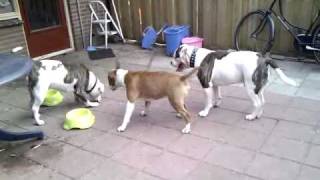 Bull terrier VS American Bulldog [upl. by Jada]